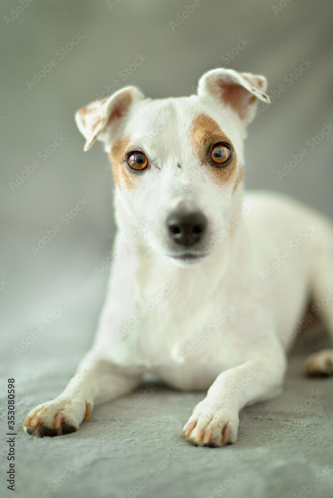 White dog (Jack russel terrier) lying on gray background