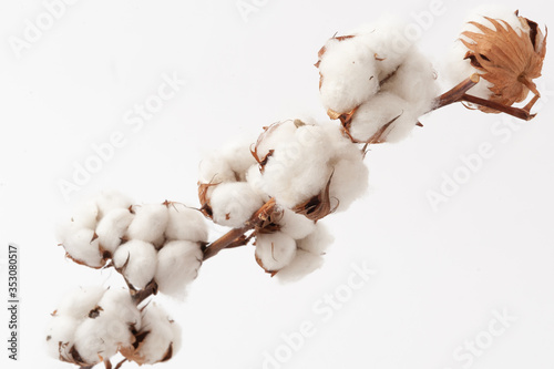 A sprig of cotton on white background. Close up