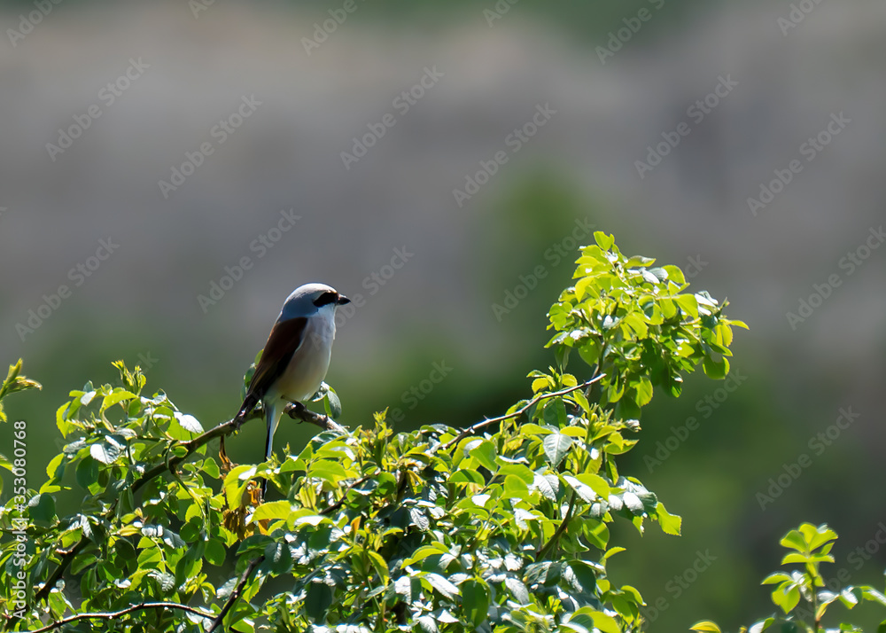 Obraz premium Dzierzba gąsiorek (Lanius collurio}