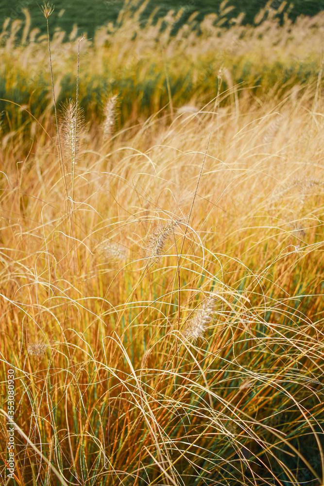 Fototapeta premium yellow grass with spikelets grows on a flower bed