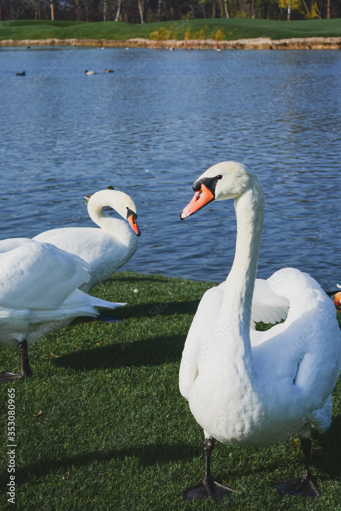 Obraz premium three white swans stand on the shore near the lake