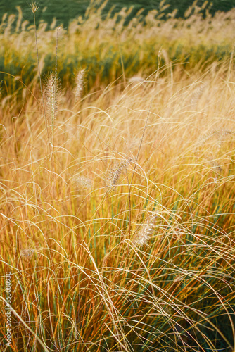 yellow grass with spikelets grows on a flower bed