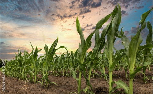 View of rows of green corn stalks in field ready for harvest with a dramatic sunset in the background in summer. 