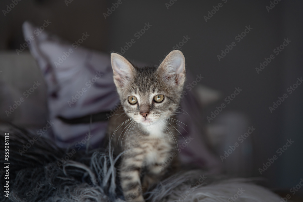 Cute furry tabby kitten Playfull Cute furry tabby kitten Playfull