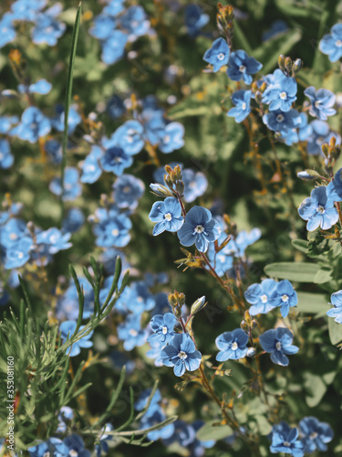 field spring blue flowers veronica photo