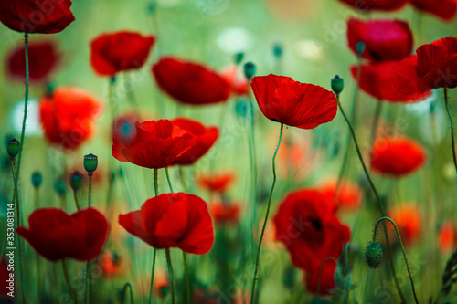 Summer Poppy Meadow