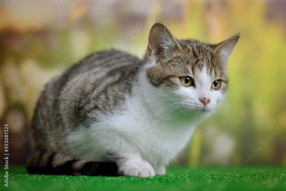 Tabby cat sitting / lying on green background Tabby cat sitting / lying on green background