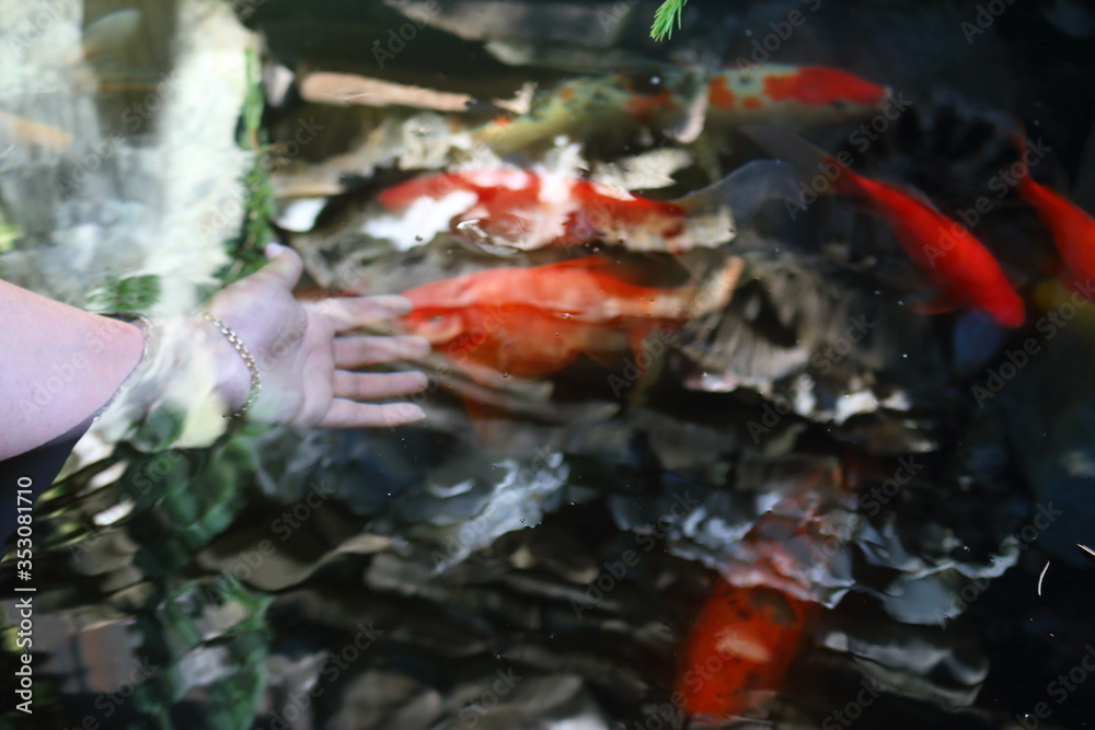 Female hand in a decorative pond with Chinese carps