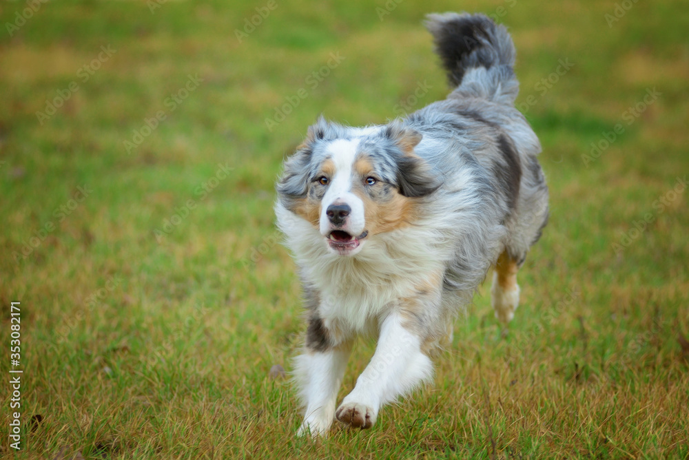 Dog (Australian shepherd - blue merle with tan) running on grassy meadow Dog (Australian shepherd - blue merle with tan) running on grassy meadow