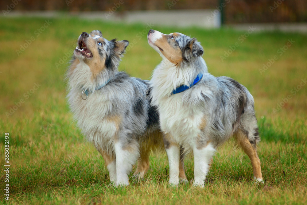 Two dogs (Australian Shepherds) looking up in a meadow