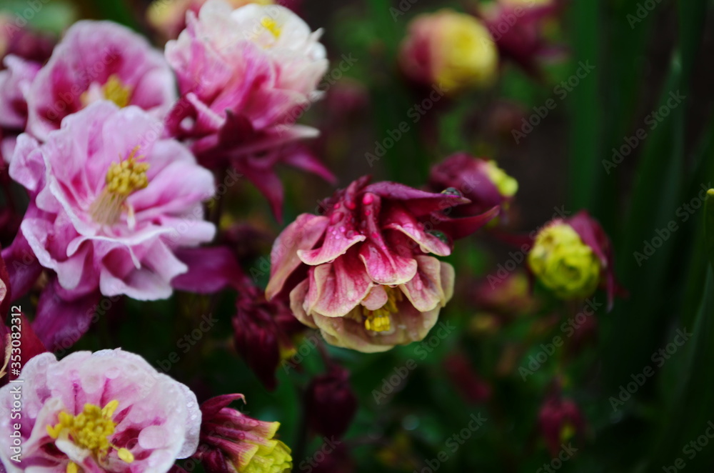 Pink white Columbine Aquilegia chrysantha Flower Pink white Columbine Aquilegia chrysantha Flower