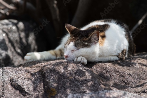 木陰で眠る 三毛猫