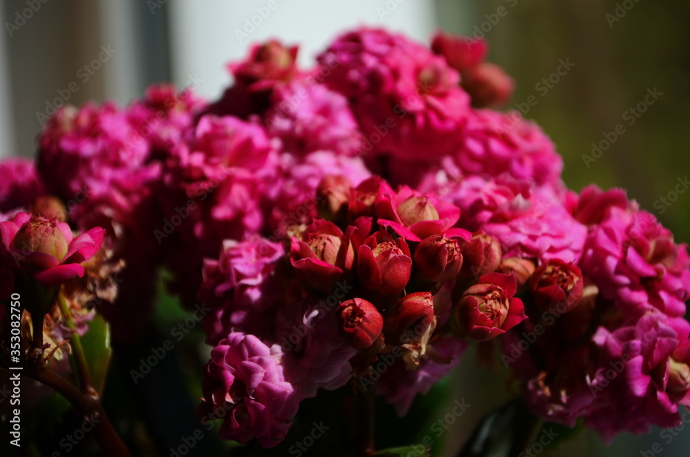 Kalanchoe house plant, close up Kalanchoe house plant, close up