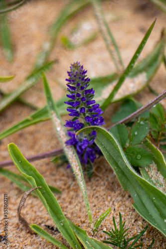 Dunes de Biville - Flora 2 photo