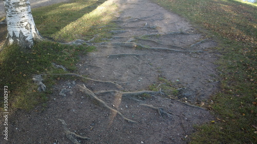 tree roots on the road