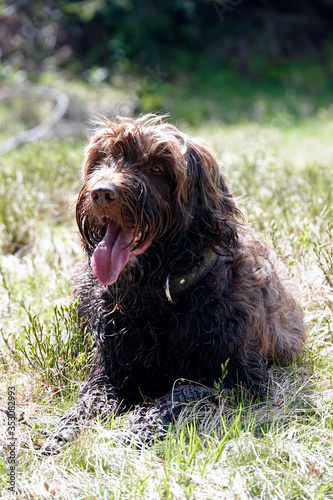 hunting dog, a pudelpointer, lying down on the forest floor in spring