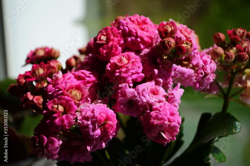 Kalanchoe house plant  close up