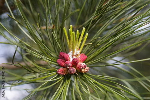 yellow pollen, red blossom and fresh needles of the swiss stone pine - pinus cembra- in spring on the mountains