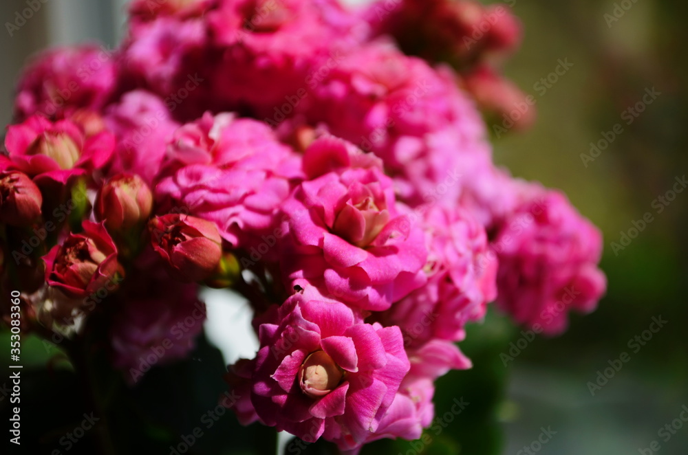 Kalanchoe house plant, close up