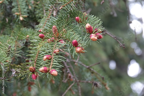 red buds of the spruce tree in spring on the mountains
