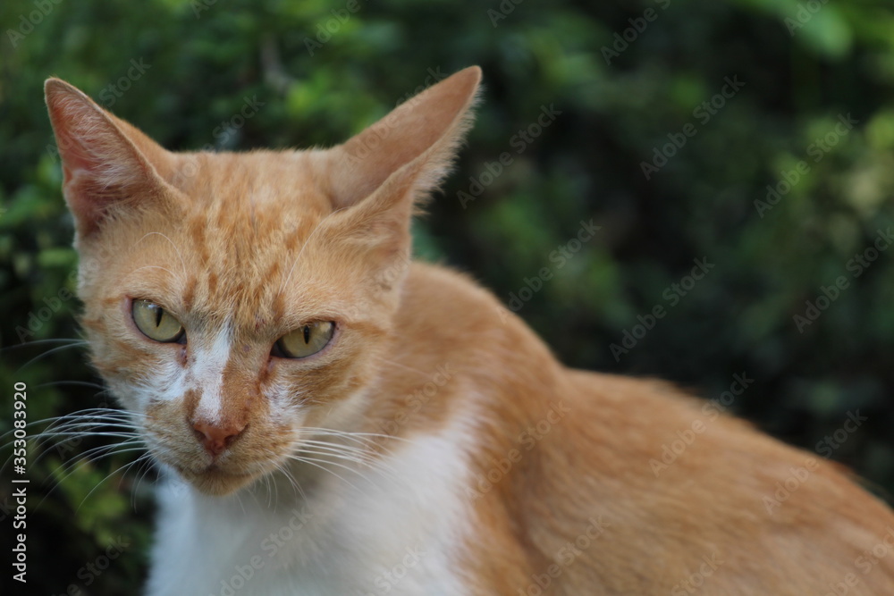 Zły rudy kot z Antalii