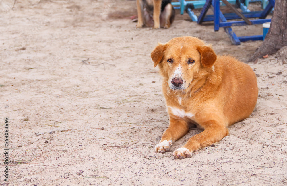 Brown dog sitting on sand beach background Brown dog sitting on sand beach background