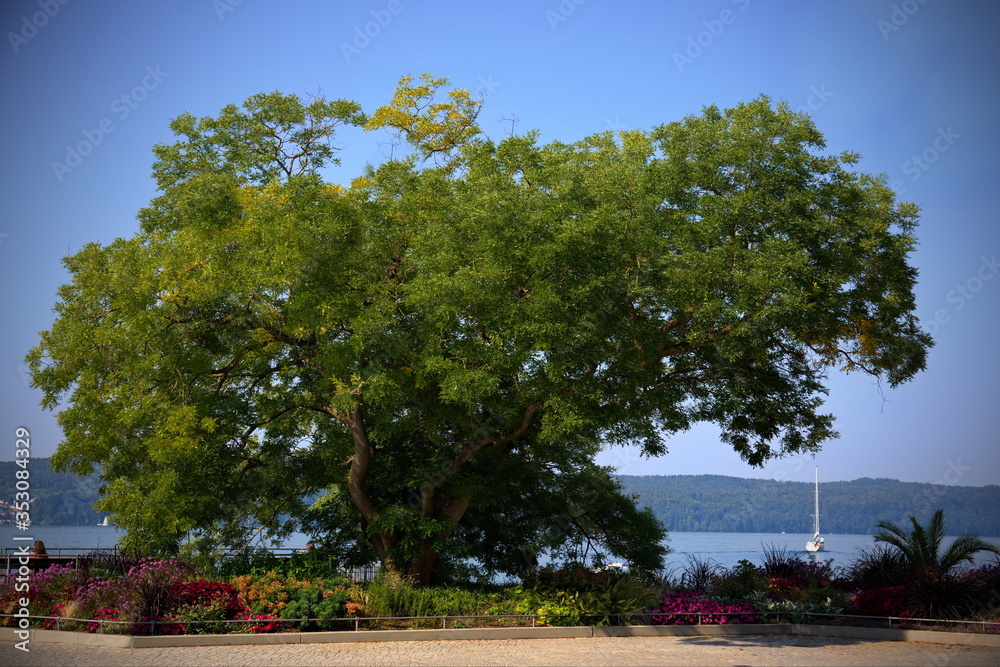 Fototapeta premium Promenade Überlingen