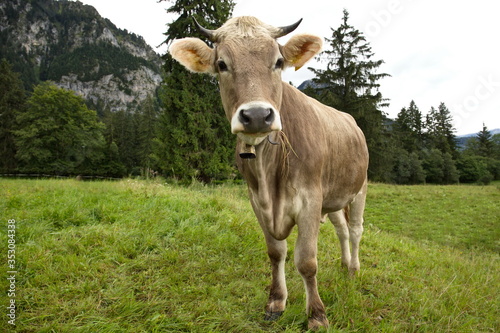 Kuh auf der Alm © Murphy44