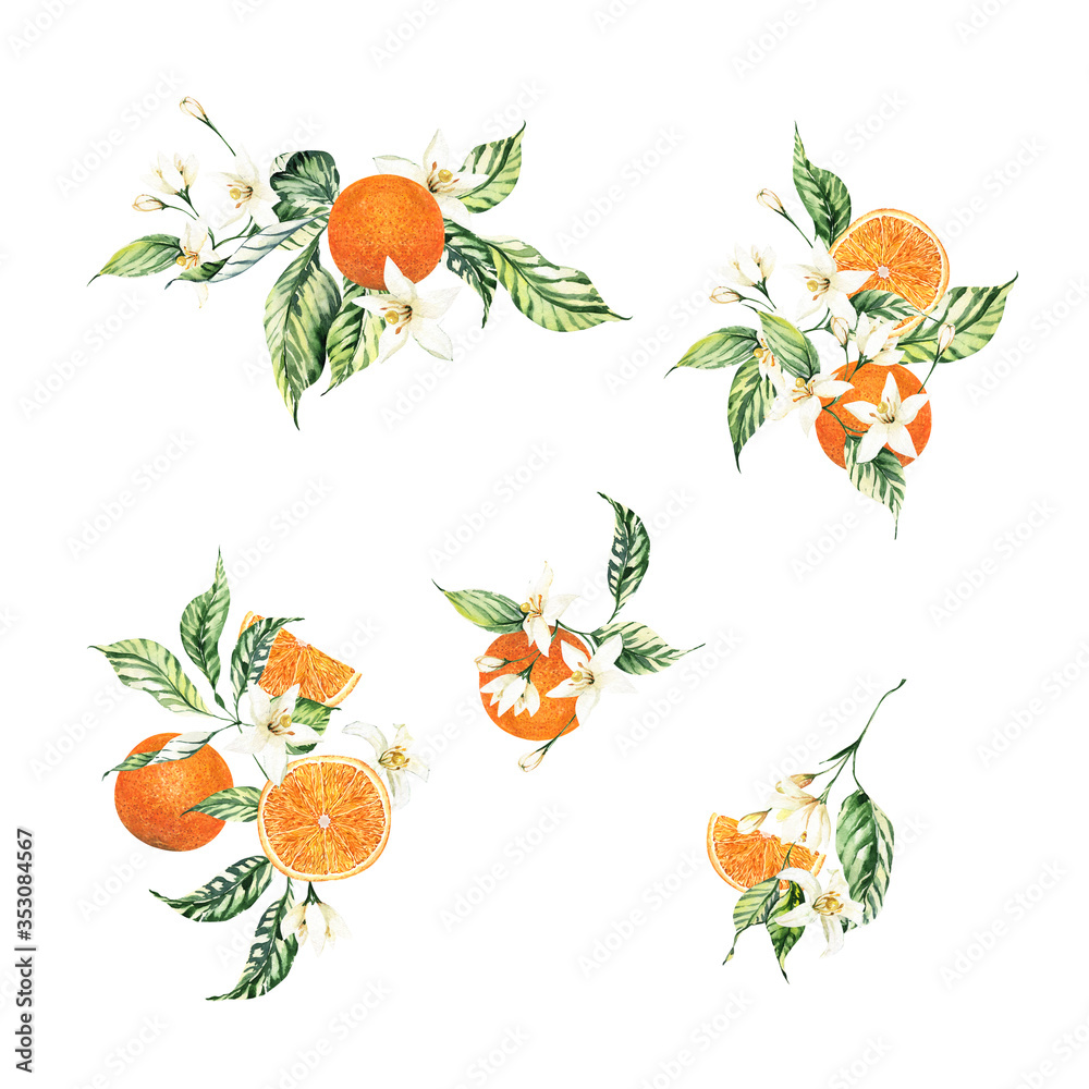 Orange Tree Drawing - Mango Tree Root System Png,Orange Tree Png - free  transparent png images - pngaaa.com
