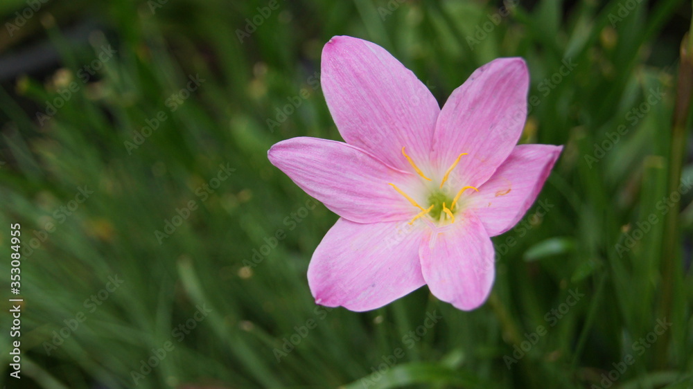 Raindrops, Rain lily, Zephyr, Fairy, Atamasco, Crocus, Peruvian swamp, Swamp, Zephyranthes spp., natural background. blooming in garden. Raindrops, Rain lily, Zephyr, Fairy, Atamasco, Crocus, Peruvian swamp, Swamp, Zephyranthes spp., natural background. blooming in garden.