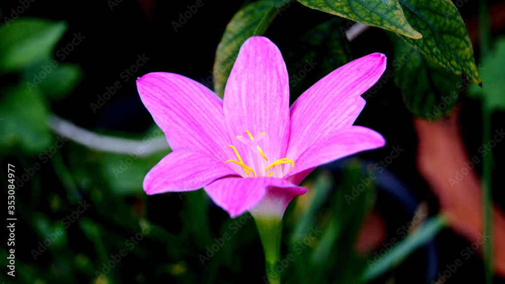 Raindrops, Rain lily, Zephyr, Fairy, Atamasco, Crocus, Peruvian swamp, Swamp, Zephyranthes spp., natural background. blooming in garden. Raindrops, Rain lily, Zephyr, Fairy, Atamasco, Crocus, Peruvian swamp, Swamp, Zephyranthes spp., natural background. blooming in garden.