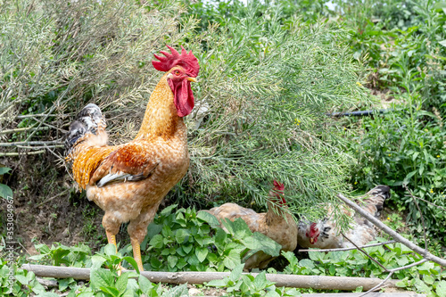 Big rooster in Nepal © Christian Kaehler