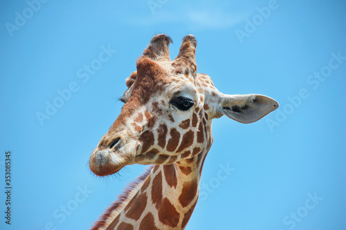 Giraffe head with big eyes against blue sky