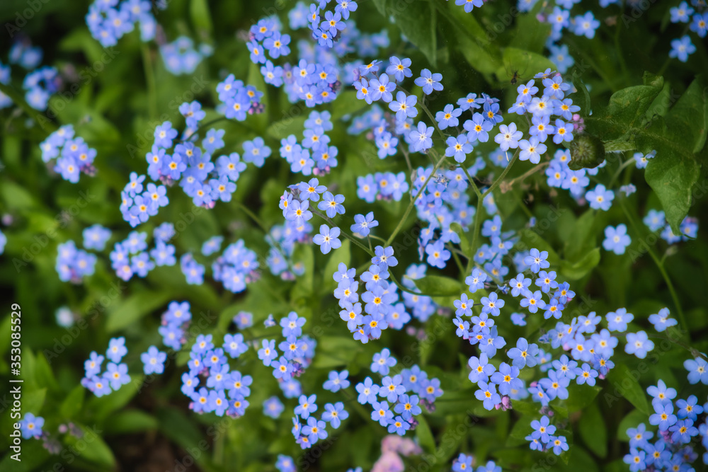 Close up photo of many myosotis (forget me not) flowers blooming in springtime