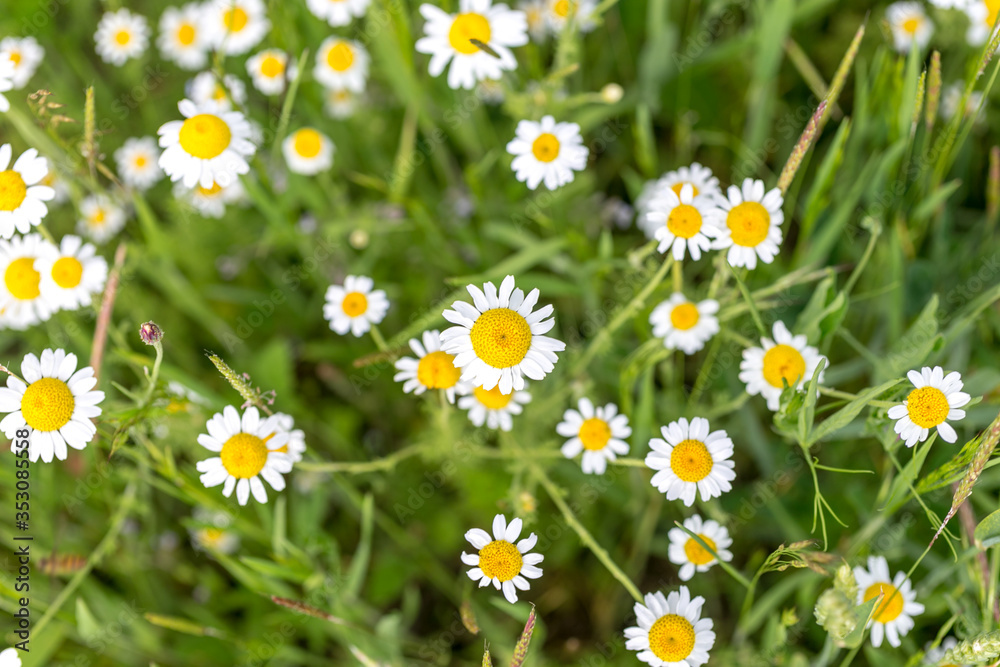 Fototapeta premium Daisy flowers on green meadow. Top view. Selective focus.