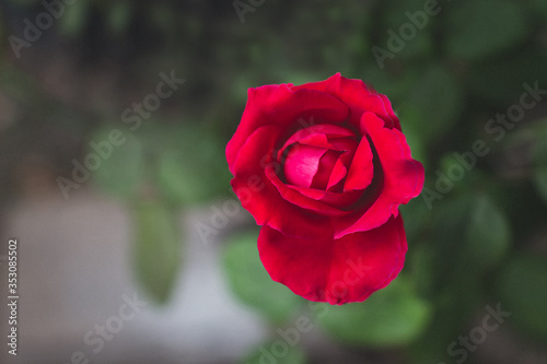 Red rose and soft light with blurred background,film and grain tone,Soft focus
