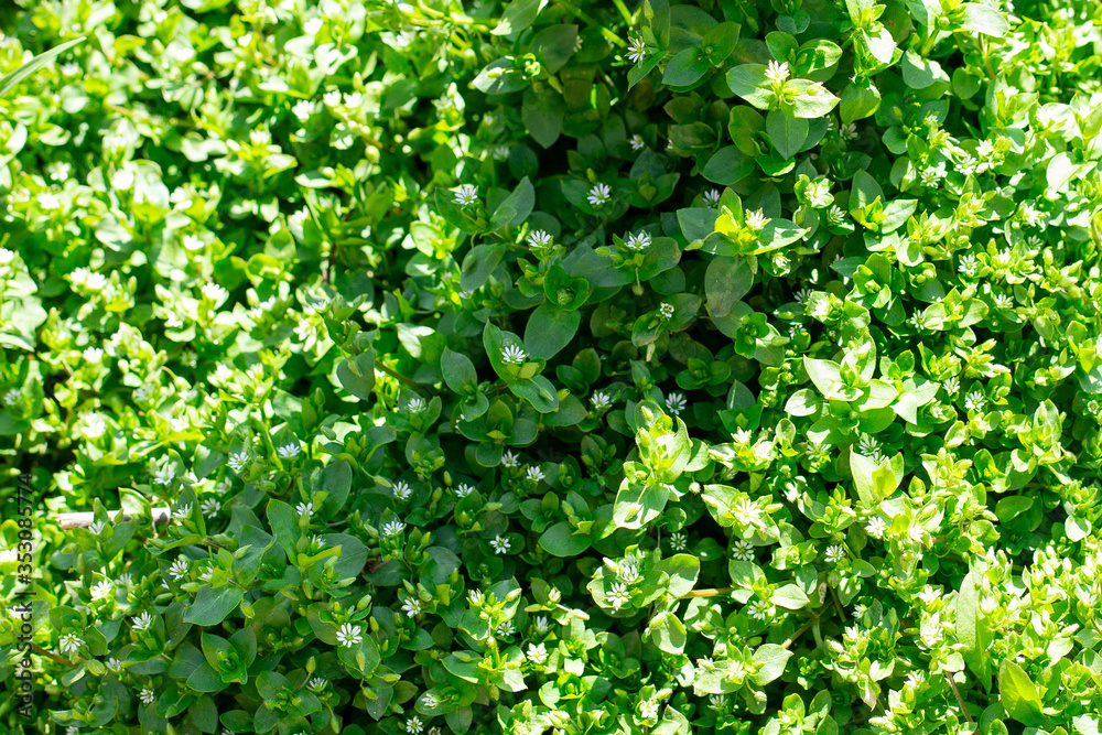 green leaves background green leaves background