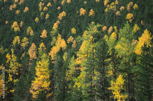 Image of a dense coniferous forest with green and yellow trees in autumn season