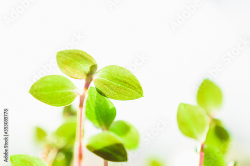 Green plant on a white background close-up. Green leaves. © Ekaterina Kaiurova