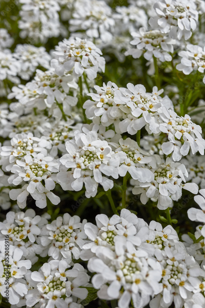 Iberis sempervirens Iberis sempervirens