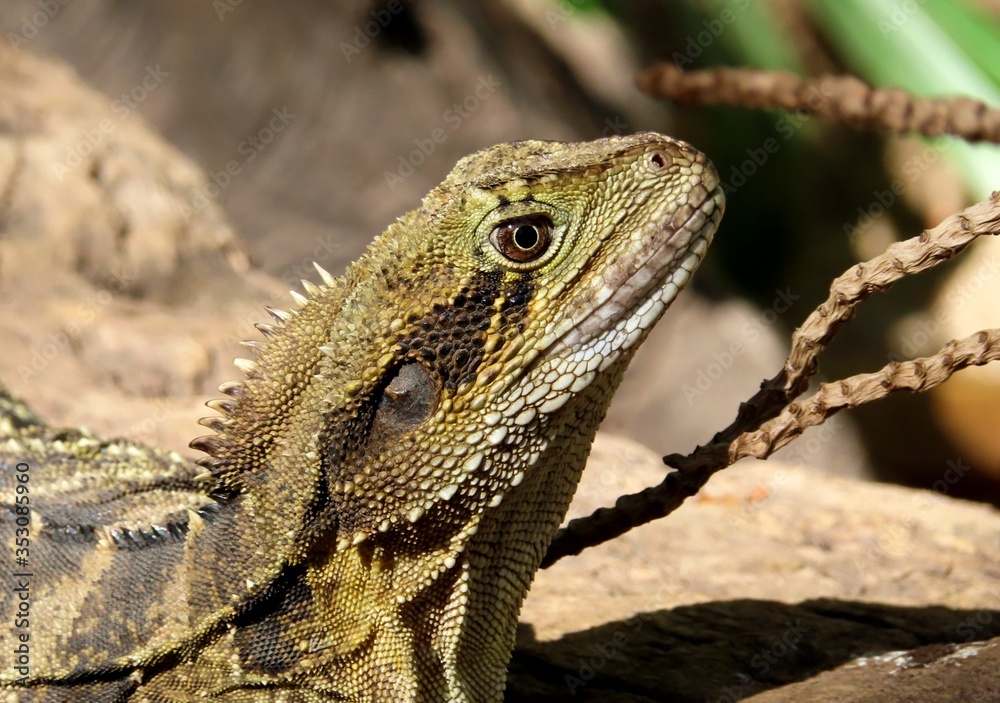 Australian water dragon portrait Australian water dragon portrait