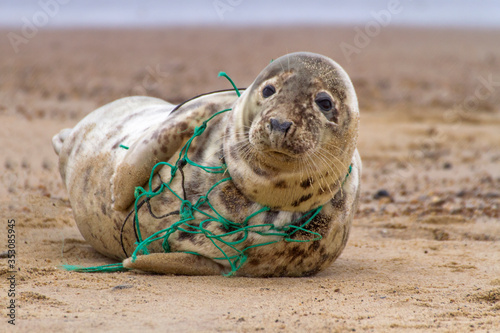 Fototapeta Naklejka Na Ścianę i Meble -  Environmental Tragedy.  A Grey Seal at Horsey Beach in Norfolk England, tragically caught in a section of fishing net.
