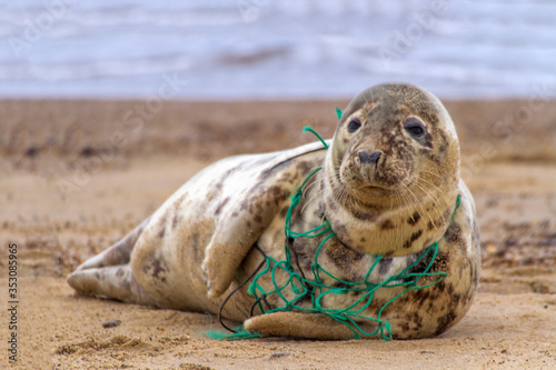 Environmental Tragedy.  A Grey Seal at Horsey Beach in Norfolk England, tragically caught in a section of fishing net. © Kevin