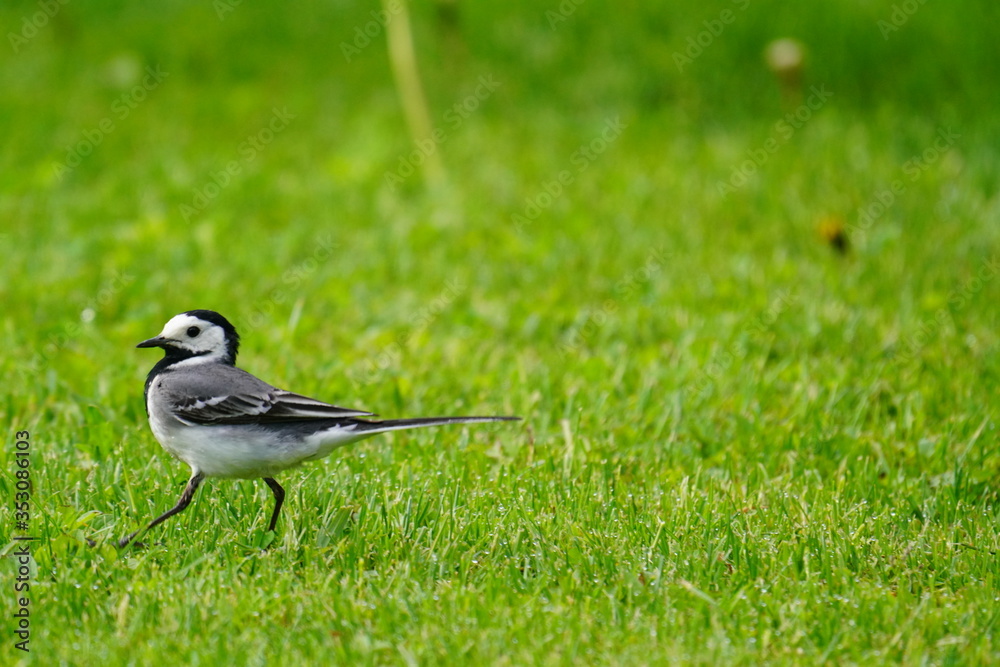 wagtail in green grass is looking for insects and worms wagtail in green grass is looking for insects and worms