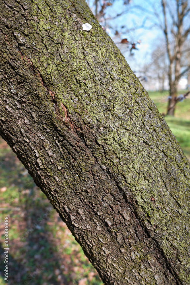 Prunus cerasifera nigra Prunus cerasifera nigra