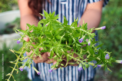 Limnophila aromatica Rice Paddy Herb on hand with the background of the garden