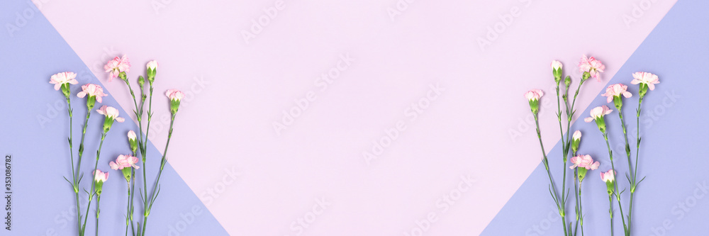 Banner with pink carnation flowers on a purple pastel background. Floral composition with place for text.