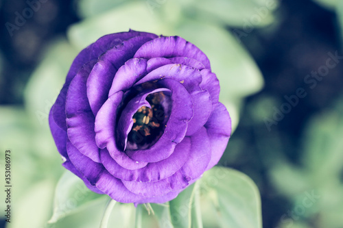 Close-up of violet Lisianthus flowers. The rose flowers are blooming in the morning soft light on a blurred green background.