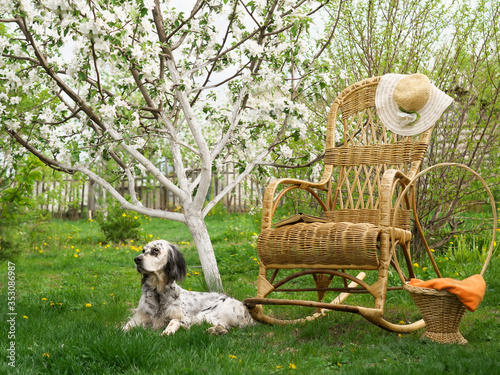 English setter relax near wicker rocking chair with book and basket under the shade of apple tree in the garden.