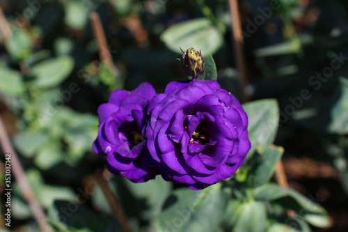 Close-up of  violet Lisianthus flowers. The rose flowers are blooming in the morning soft light on a green background.